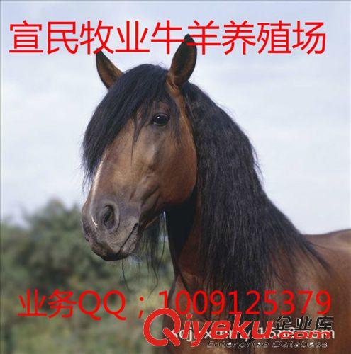 【伊犁馬價格】,-三河馬價格 蒙古馬價格 伊犁馬-養(yǎng)馬場- 馬價格