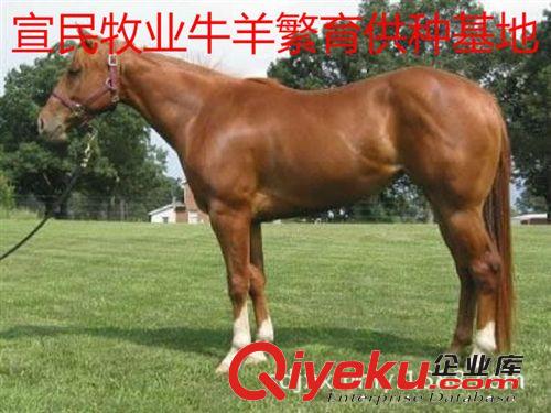 觀賞馬--矮馬--汗血寶馬-伊犁馬-宣民牧業(yè)提供