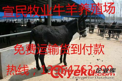 2014年肉驴价格，养殖一头肉驴多久可以出栏~！一头肉驴多少钱？