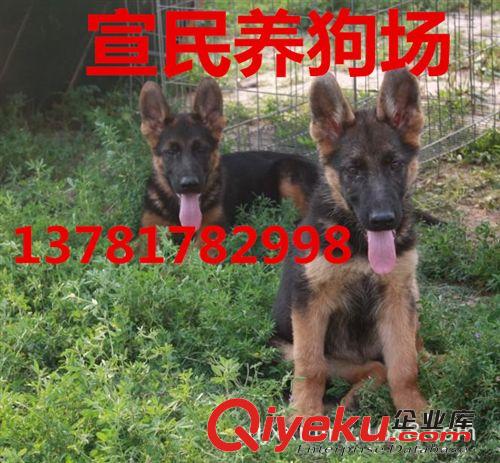 山東省格力犬多少錢一只&狗崽價格靈緹犬價格*靈緹犬養殖場