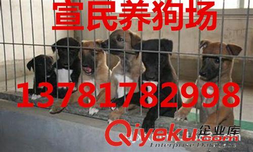 山东省格力犬多少钱一只&狗崽价格灵缇犬价格*灵缇犬养殖场