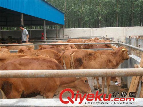 肉牛zg西門塔爾牛苗山東文明牧業(yè)養(yǎng)殖基地/山東省.濟(jì)寧市.