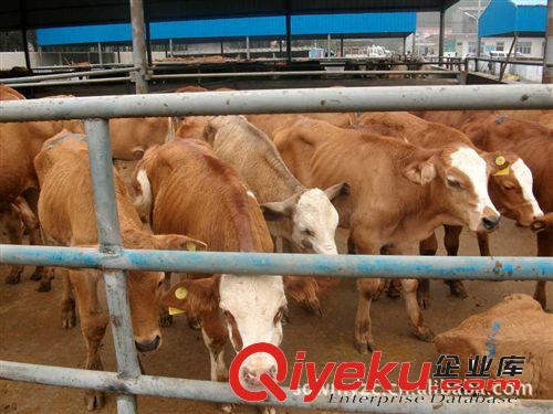 提供四川地區養殖的肉牛品種山東省濟寧市梁山縣山東文明牧業