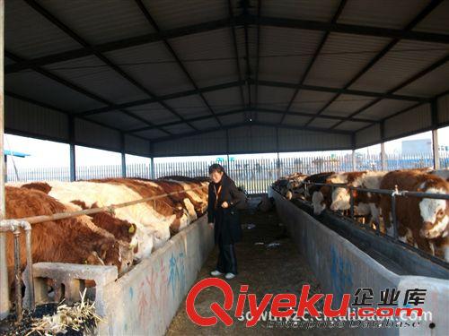 肉牛養殖畜牧局提供技術山東文明牧業養殖基地