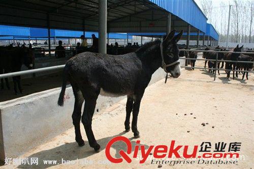 養殖肉驢肉驢品種、育肥驢駒、小肉驢、成年驢、純種肉驢種驢苗