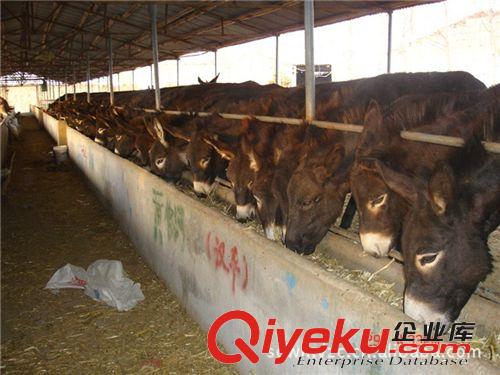 中國(guó)肉驢江西肉驢浙江肉驢陜西肉驢河北肉驢文明牧業(yè)養(yǎng)殖基地