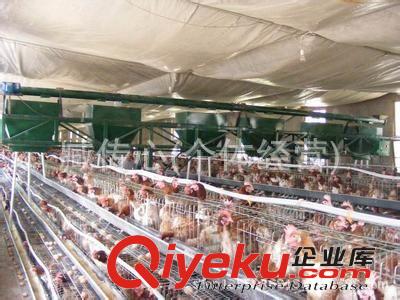 自動喂料機(jī)蛋雞養(yǎng)殖場 蛋雞養(yǎng)殖設(shè)備 自動喂料機(jī)  自動上料機(jī)原始圖片2