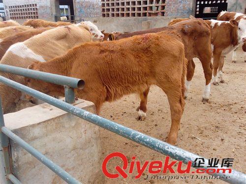 2014年西門塔爾牛肉牛犢價格 秸稈養殖肉牛 肉牛犢犢