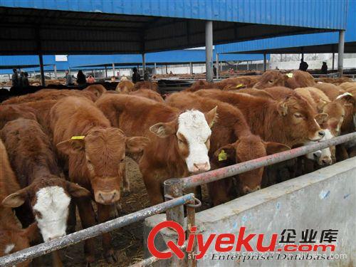 肉牛 西門塔爾 牛價位低 品種優良 仙農養殖場