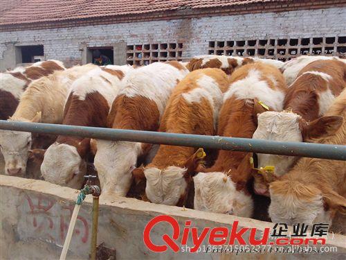 肉牛價格 牛種 牛苗與優質肉牛犢 養牛場 買牛免費運輸
