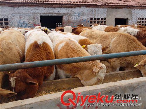 肉牛價格 牛種 牛苗與優質肉牛犢 養牛場 買牛免費運輸原始圖片2