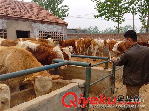 肉牛價格 牛種 牛苗與優質肉牛犢 養牛場 買牛免費運輸原始圖片3