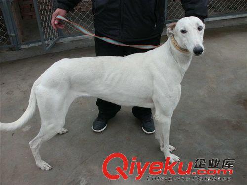 山東格力犬介紹 格力犬(靈緹)交易區