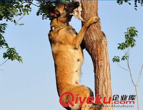 專業的馬犬繁育馴養犬舍天下{dy}馬犬熱銷中