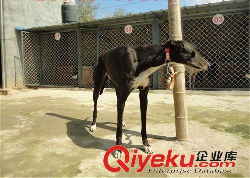 山東格力犬介紹 格力犬(靈緹)交易區(qū)