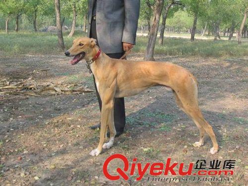 山東格力犬介紹 格力犬(靈緹)交易區(qū)