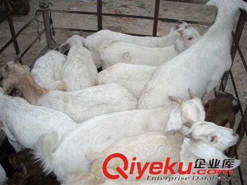 白山羊的價格  白山羊孕羊飼養(yǎng)方法