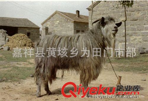 供應(yīng)肉羊品種青山羊品種-青山羊目前價格昂貴-市場行情看好