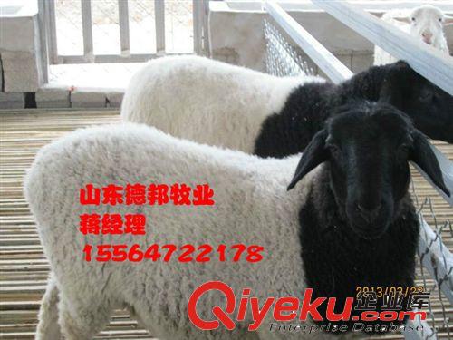 常年供應種羊杜泊綿羊  杜泊綿羊養殖發財致富