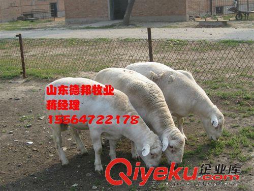 推廣一批杜泊綿羊  杜泊綿羊養殖發財致富