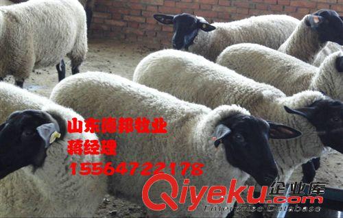 緊急推銷一批肉羊杜泊綿羊  杜泊綿羊養殖發財致富