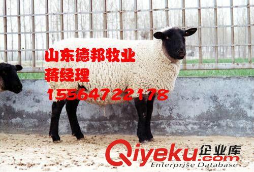 緊急推銷一批肉羊杜泊綿羊  杜泊綿羊養殖發財致富