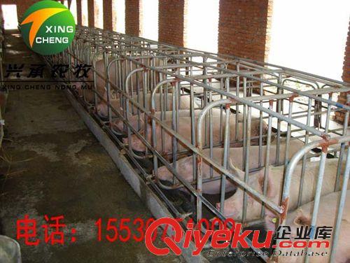 養豬設備母豬限位欄 定位欄養殖器械