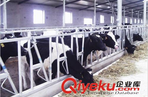 青島廠家加工出口3米長牛欄 馬欄 牛頸枷等機械養殖設備原始圖片3