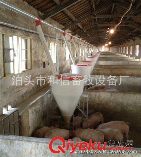 養豬自動輸料飼喂設備 承攬豬場整體設計原始圖片3