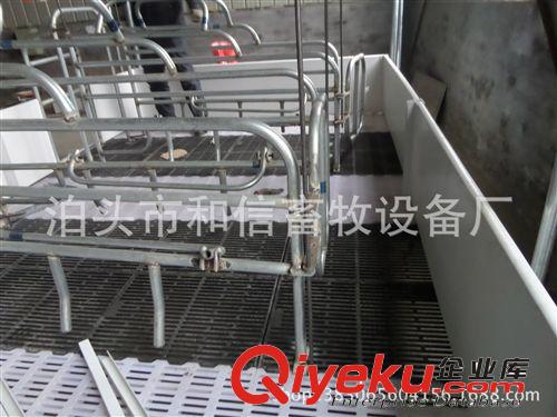 養豬設備 母豬產床 雙位歐式  廠家新產品原始圖片3