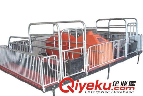 ,母豬產床,保育床 定位欄 養豬設備原始圖片2