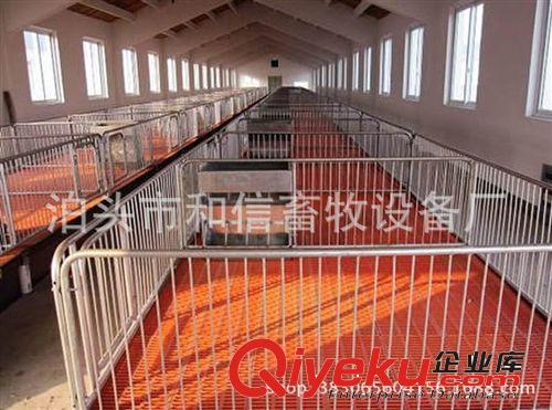 豬舍設(shè)備  定位欄 廠家直銷原始圖片3