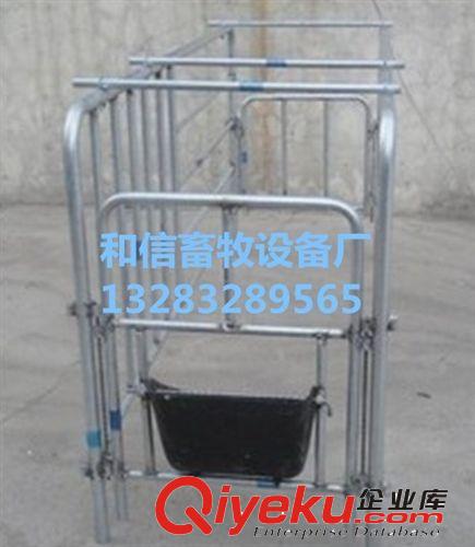 養(yǎng)豬設(shè)備 母豬定位欄 限位欄 廠家直銷原始圖片2