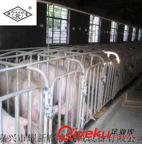 整體鍍鋅管定位欄 母豬定位欄 豬用定位欄  養豬設備原始圖片2