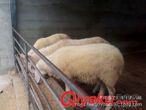 農牧局AAA級小尾寒羊養殖場小尾寒羊繁殖基地 量大從優