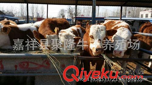三元雜交牛 牛犢 養殖銷售優質品種牛 價格便宜 歡迎選購