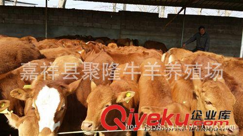 西門塔爾牛價格便宜 廠家專業供應銷售西門塔爾牛肉牛 歡迎選購原始圖片3