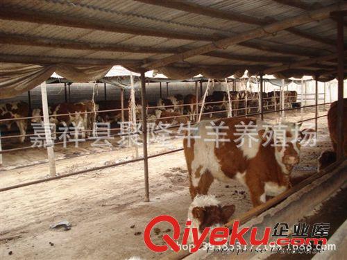 出售西門(mén)塔爾牛    價(jià)格便宜      快來(lái){qg}