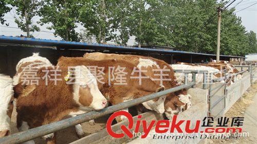 三元雜交牛 牛犢 養殖銷售優質品種牛 價格便宜 歡迎選購原始圖片3