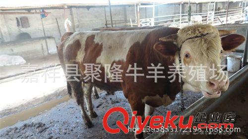 長期供應雜交牛犢 肉牛犢 小公牛 小肉牛 魯西黃牛