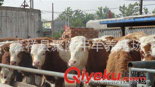 長期供應雜交牛犢 肉牛犢 小公牛 小肉牛 魯西黃牛
