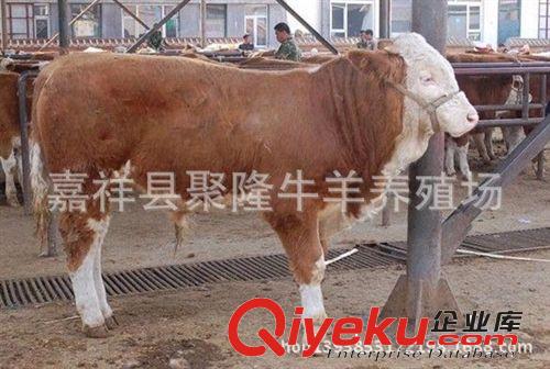 長期供應雜交牛犢 肉牛犢 小公牛 小肉牛 魯西黃牛