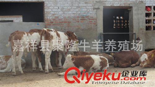 種牛價格便宜 山東嘉祥高品種西門塔爾牛種牛 品質保證 歡迎選購