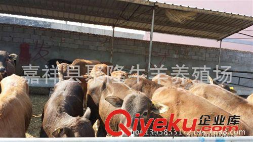 要魯西黃牛 就到山東嘉祥聚隆牛羊養殖場