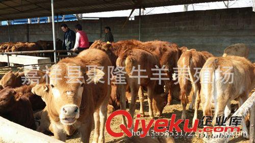 {zh0}的魯西黃牛 山東嘉祥牛羊養(yǎng)殖場 肉多鮮美 歡迎批發(fā)選購