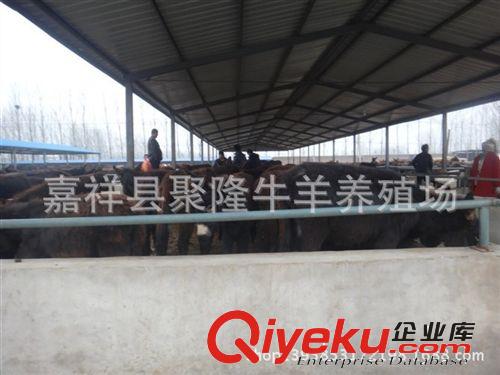 廠家推薦買驢肉認準嘉祥聚隆牧業 質量保證 價格便宜 歡迎{qg}