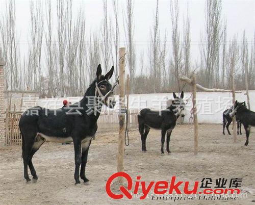 廠家推薦買(mǎi)驢肉認(rèn)準(zhǔn)嘉祥聚隆牧業(yè) 質(zhì)量保證 價(jià)格便宜 歡迎{qg}