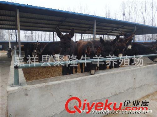 肉驢價格 型號規格   價格便宜  歡迎{qg}原始圖片2