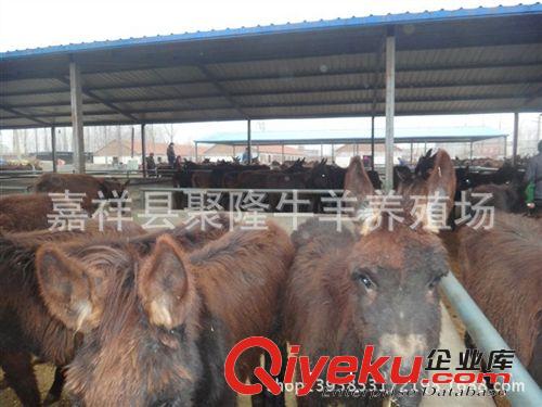 肉驢價格 型號規格   價格便宜  歡迎{qg}原始圖片3