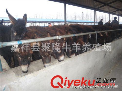 買驢肉認準嘉祥聚隆牧業 批發{sx}